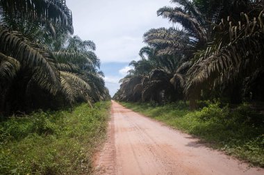 Palm Yağı Plantation Borneo Endonezya Kalimantan