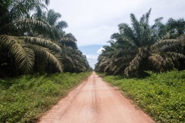 Palm Yağı Plantation Borneo Endonezya Kalimantan