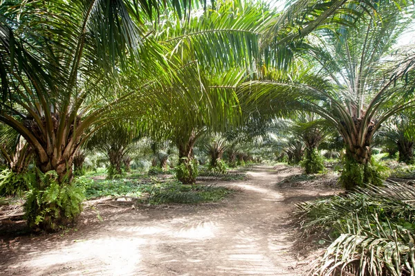 Plantação Óleo Palma Borneo Indonesia — Fotografia de Stock