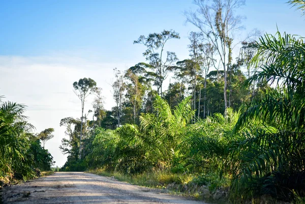 Plantação Óleo Palma Borneo Indonesia — Fotografia de Stock