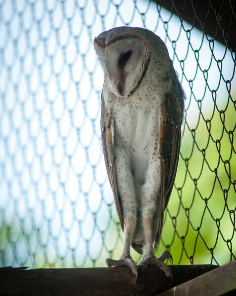 Owls are birds from the order Strigiformes, which includes about 200 species of mostly solitary and nocturnal birds of prey typified by an upright stance, a large, broad head, binocular vision, binaural hearing, sharp talons, and feathers adapted for
