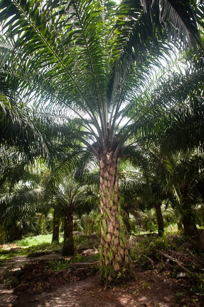 Plantação Óleo Palma Borneo Indonesia — Fotografia de Stock