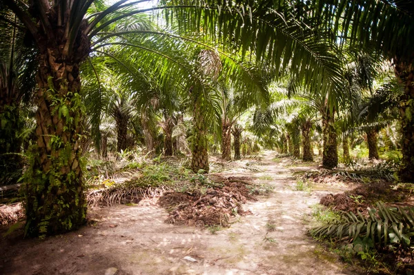 Plantação Óleo Palma Borneo Indonesia — Fotografia de Stock