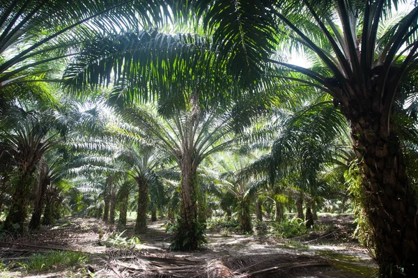 Palm Oil Plantation Borneo Indonesia – stockfoto