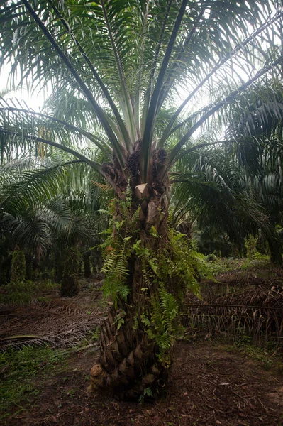 Palm Oil Plantation Borneo Indonesia – stockfoto