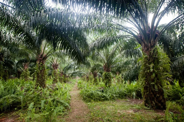 Palm Oil Plantation Borneo Indonesia Kalimantan – stockfoto