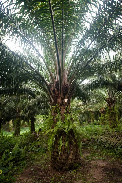 Plantação Óleo Palma Borneo Indonesia Kalimantan — Fotografia de Stock