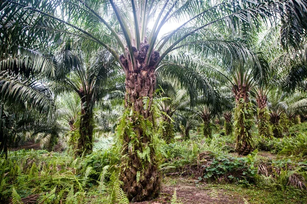 Palm Oil Plantation Borneo Indonesia Kalimantan – stockfoto