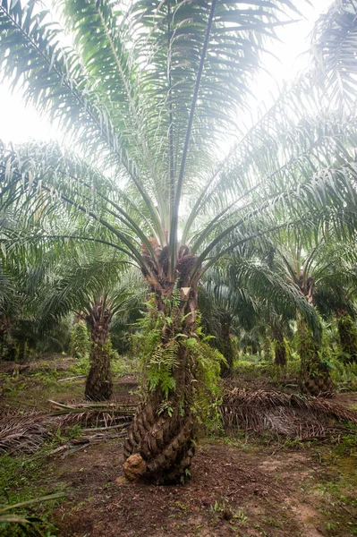 Plantação Óleo Palma Borneo Indonesia Kalimantan — Fotografia de Stock