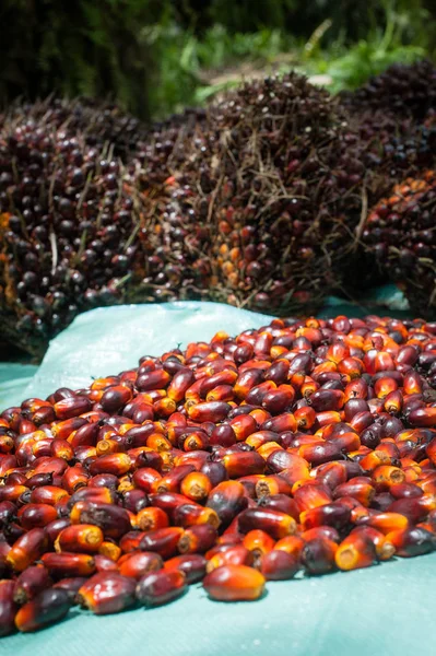 Palm Oil Industry Plantation Indonesia — Stock Photo, Image