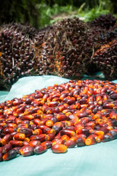 Industria Plantación Aceite Palma Indonesia — Foto de Stock