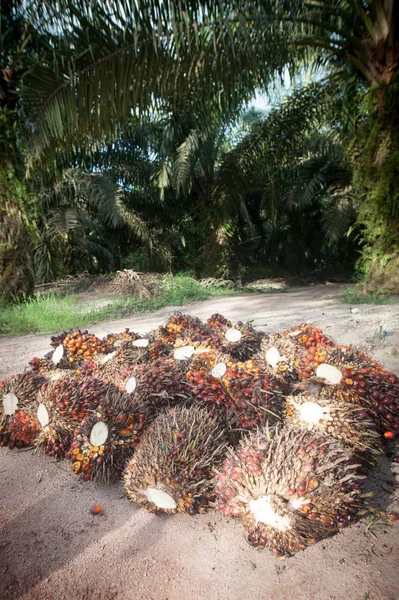Indústria Óleo Palma Plantação Indonésia — Fotografia de Stock