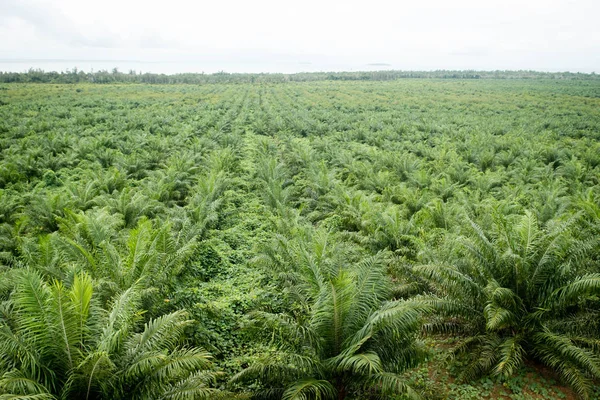 Plantação Óleo Palma Borneo Indonesia Fotografia De Stock