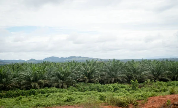 Plantação Óleo Palma Borneo Indonesia Imagem De Stock
