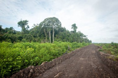 Büyük ağaçlar Kalimantan ormandaki 