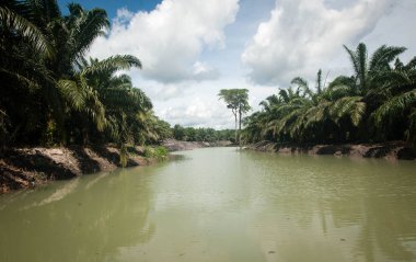 Palm Yağı Plantation Borneo Kalimantan Endonezya