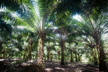Palm Yağı Plantation Borneo Kalimantan Endonezya