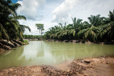 Palm Yağı Plantation Borneo Kalimantan Endonezya