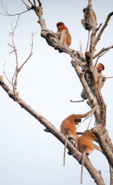 Orangutan Bekantan Kalimantan Borneo Tanjung Puting Milli Parkı