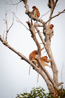 Orangutan Bekantan Kalimantan Borneo Tanjung Puting Milli Parkı