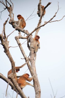 Orangutan Bekantan Kalimantan Borneo Tanjung Puting Milli Parkı