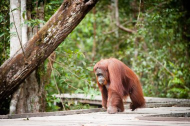 Orangutan Bekantan Kalimantan Borneo Tanjung Puting Milli Parkı