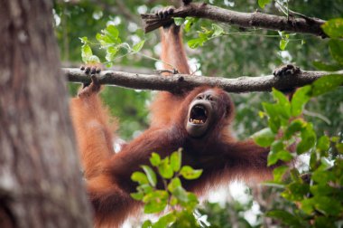Orangutan Bekantan Kalimantan Borneo Tanjung Puting Milli Parkı