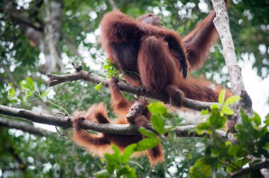 Orangutan Kalimantan Borneo Tanjung Puting Milli Parkı