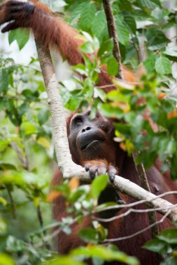 Orangutan Kalimantan Borneo Tanjung Puting Milli Parkı