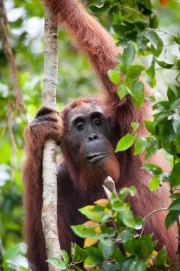 Orangutan Kalimantan Borneo Tanjung Puting Milli Parkı