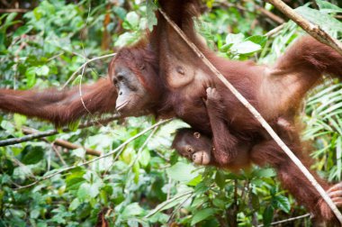 Orangutan Tanjung Puting Borneo Indonesia Orang Utan clipart
