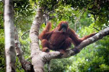 Orangutan Tanjung Puting Borneo Endonezya Orang Utan