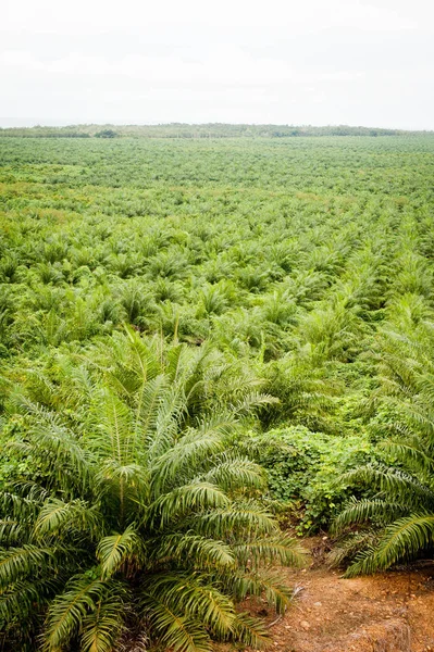 Plantação Óleo Palma Borneo Indonesia Kalimantan — Fotografia de Stock