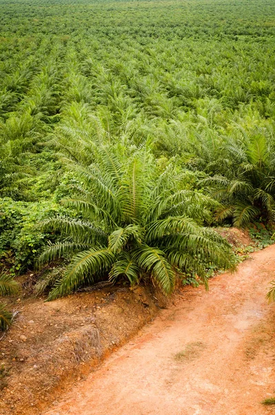 Plantação Óleo Palma Borneo Indonesia Kalimantan — Fotografia de Stock