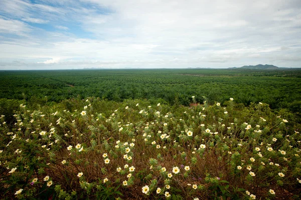 Plantação Óleo Palma Borneo Kalimantan Indonésia — Fotografia de Stock