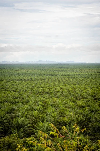 Plantação Óleo Palma Borneo Kalimantan Indonésia — Fotografia de Stock