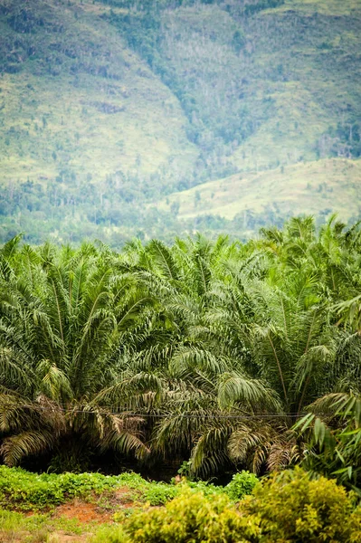 Plantação Óleo Palma Borneo Kalimantan Indonésia — Fotografia de Stock