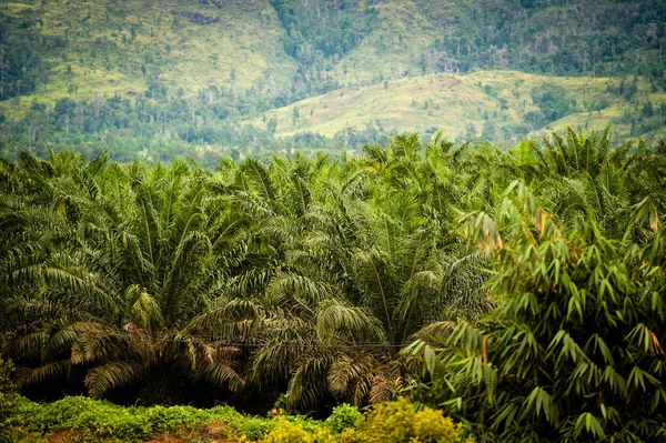 Palmölplantage Borneo Kalimantan Indonesien — Stockfoto