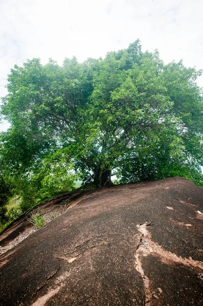 Grandes Árvores Floresta Kalimantan — Fotografia de Stock