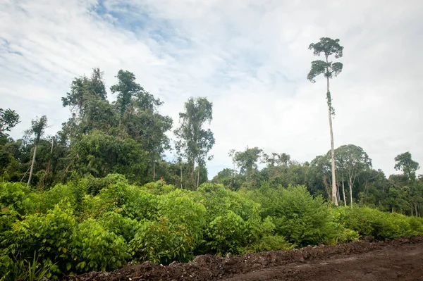 Grandes Árvores Floresta Kalimantan — Fotografia de Stock