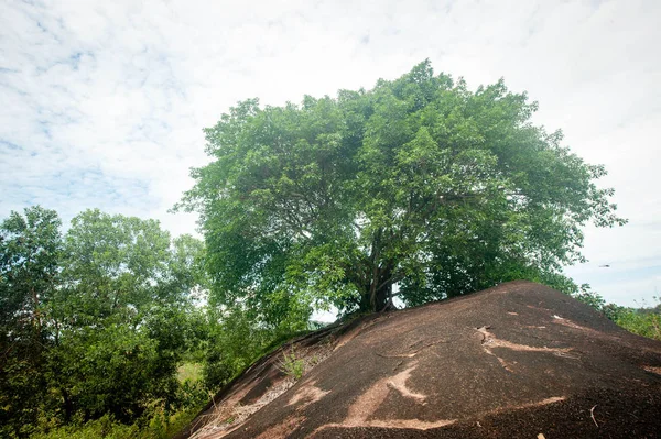 Store Trær Kalimantan Skogen – stockfoto
