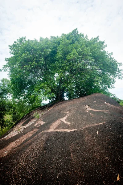 Grandes Árvores Floresta Kalimantan — Fotografia de Stock