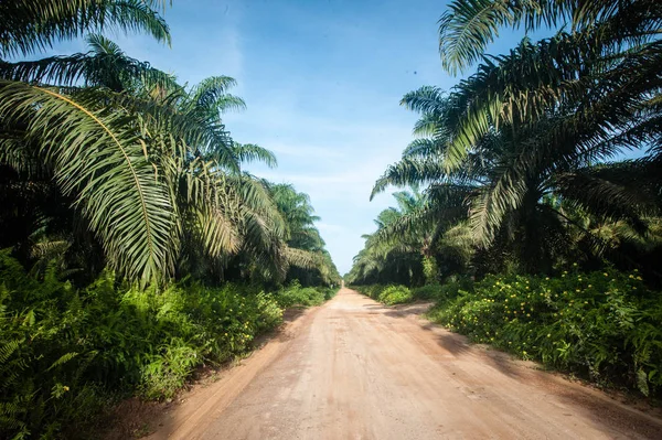 Plantação Óleo Palma Borneo Kalimantan Indonésia — Fotografia de Stock