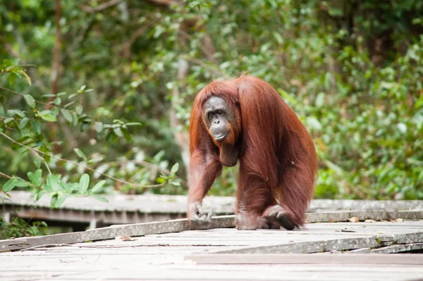 Orangutan Bekantan Kalimantan Borneo Tanjung Colocando Parque Nacional — Fotografia de Stock