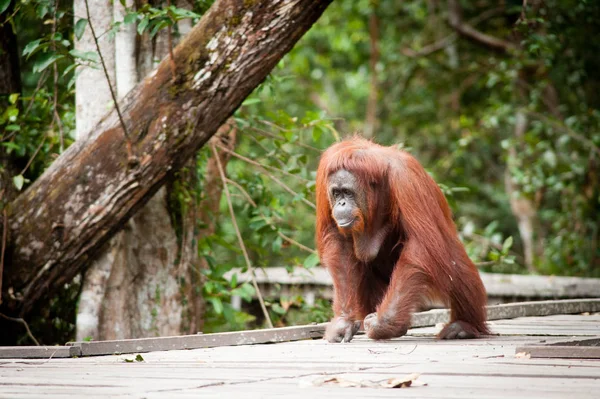 Orang Utan Bekantan Kalimantan Bornéo Tanjung Puting National Park — Photo