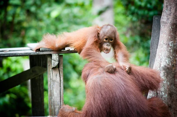 Orangutan Kalimantan Borneo Tanjung Colocando Parque Nacional — Fotografia de Stock
