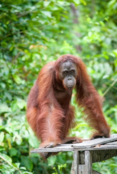 Orangutan Kalimantan Borneo Tanjung Colocando Parque Nacional — Fotografia de Stock