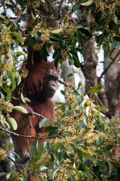 Orangután Kalimantan Borneo Tanjung Puting National Park — Foto de Stock