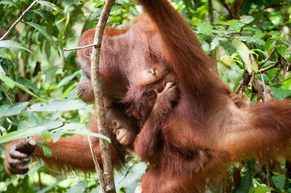 Orang Utan Kalimantan Bornéo Tanjung Puting National Park — Photo