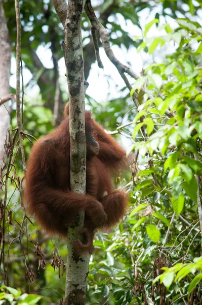 Orangutan Tanjung Puting Borneo Endonezya Orang Utan